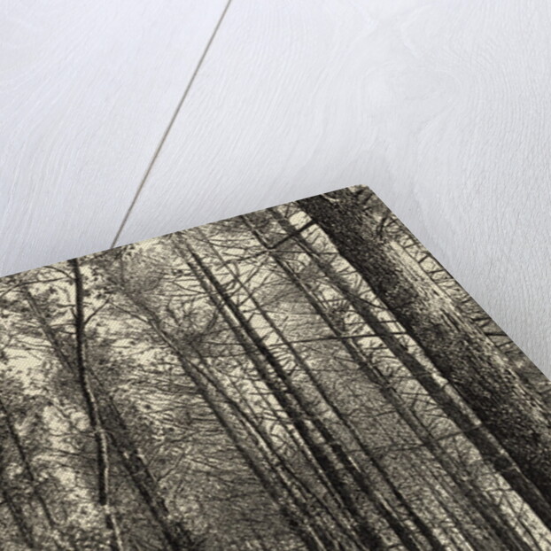 A Scene Near Walden Pond by Anonymous