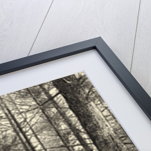 A Scene Near Walden Pond by Anonymous