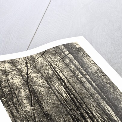 A Scene Near Walden Pond by Anonymous