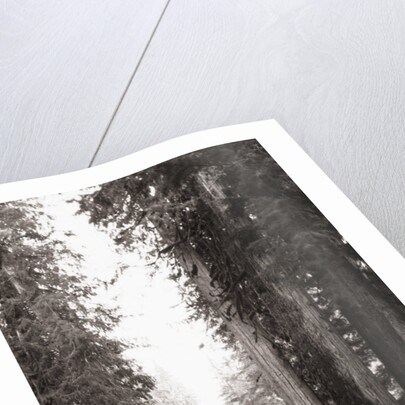 Lone Car on Forest Dirt Road by Anonymous