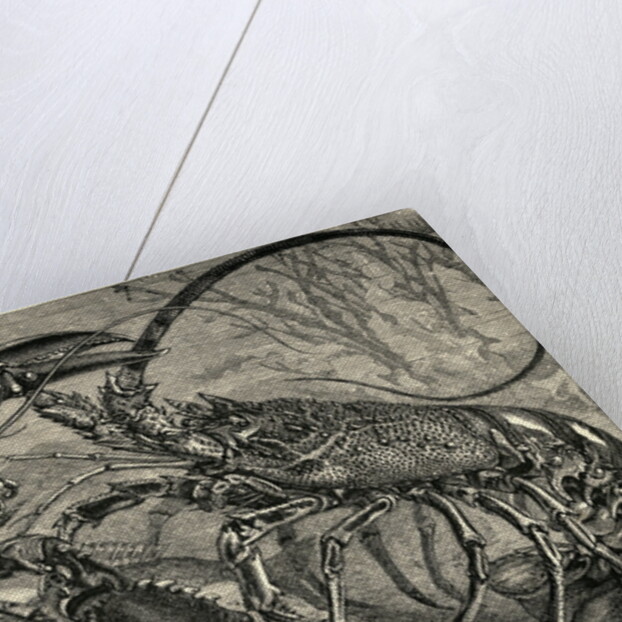Engraving of Lobster and Spring Lobster by Anonymous