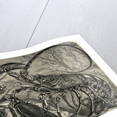 Engraving of Lobster and Spring Lobster by Anonymous