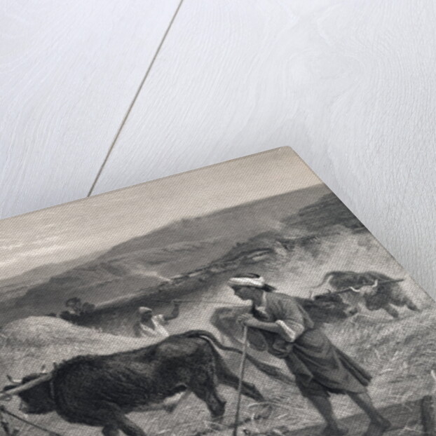 Western Asian Field Workers Threshing Crops with Use of Oxen by Anonymous