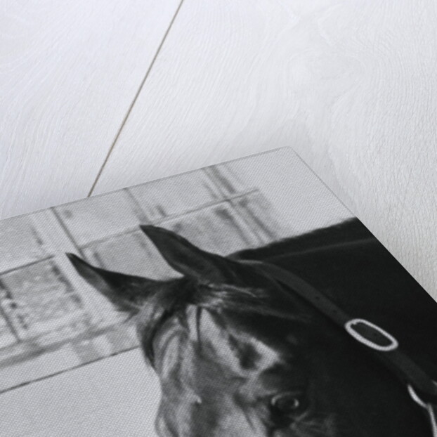 Race Horse Seattle Slew Poking His Head from Stall by Anonymous