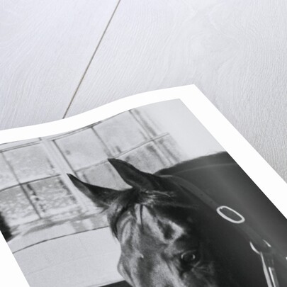 Race Horse Seattle Slew Poking His Head from Stall by Anonymous