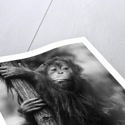 Orangutan Clinging to Tree by Anonymous