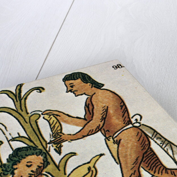 Harvesting Corn by Anonymous