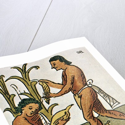 Harvesting Corn by Anonymous