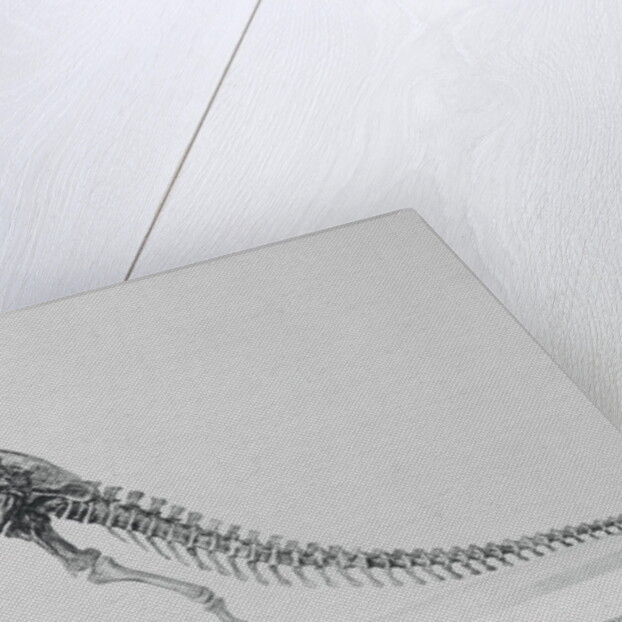 Tyrannosaurus Rex Illustration by Anonymous