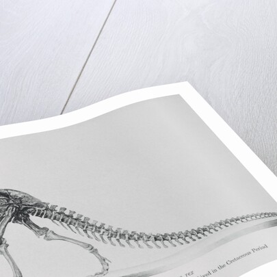 Tyrannosaurus Rex Illustration by Anonymous