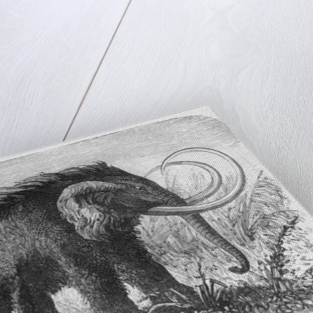 Woolly Mammoth by Anonymous