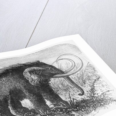 Woolly Mammoth by Anonymous