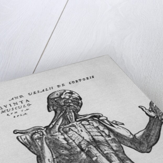 The Muscular System by Anonymous