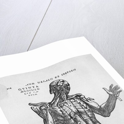 The Muscular System by Anonymous