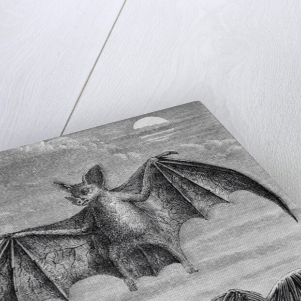 Engraving of American Vampire Bat by Anonymous
