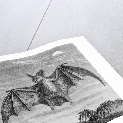 Engraving of American Vampire Bat by Anonymous