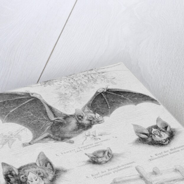 Ilustration of Six Types of Bats by Anonymous