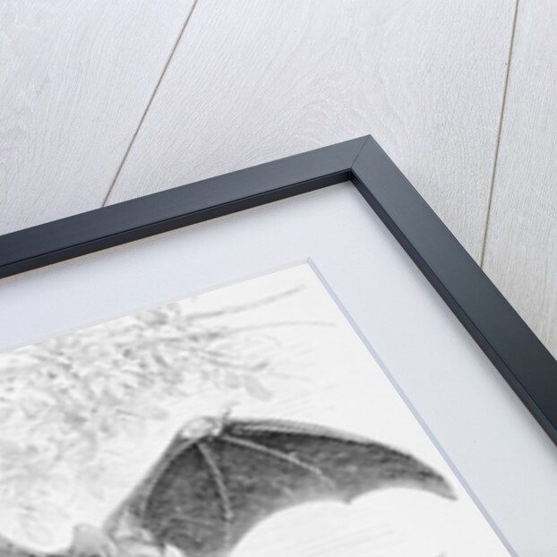 Ilustration of Six Types of Bats by Anonymous