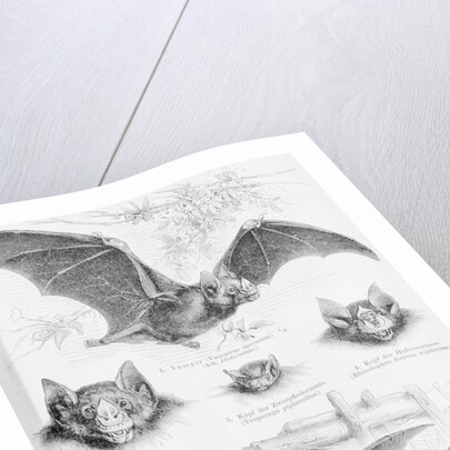 Ilustration of Six Types of Bats by Anonymous