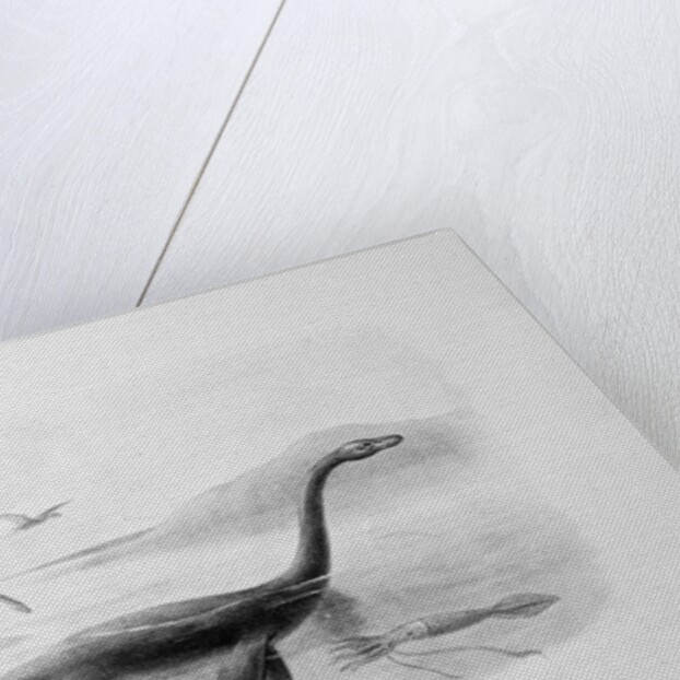 Long-Necked Sea Lizard by Anonymous