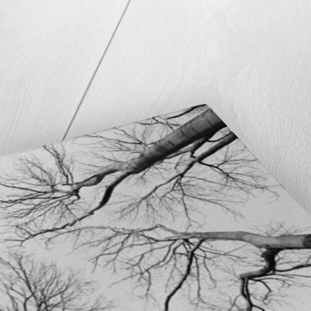 Leafless Trees in Thiepval Wood by Anonymous