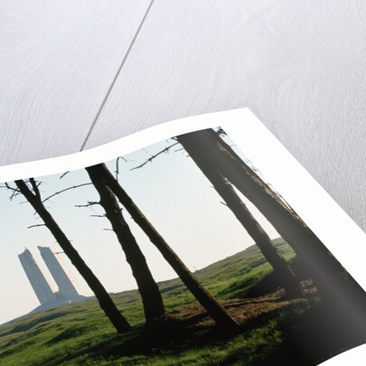 Grove of Trees at Vimy Memorial by Anonymous