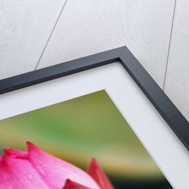 Lotus Flower by Anonymous