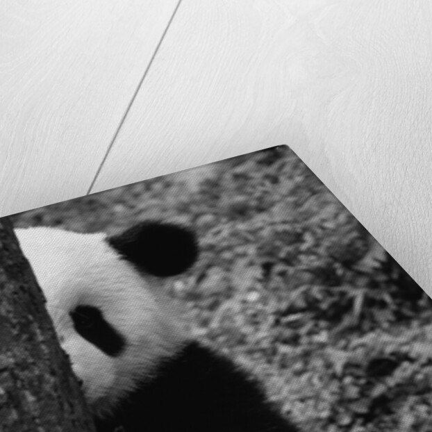 Panda Behind a Tree by Anonymous