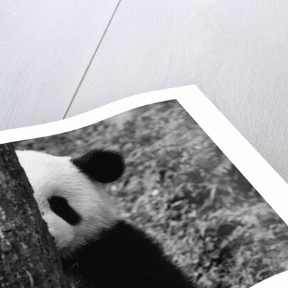 Panda Behind a Tree by Anonymous