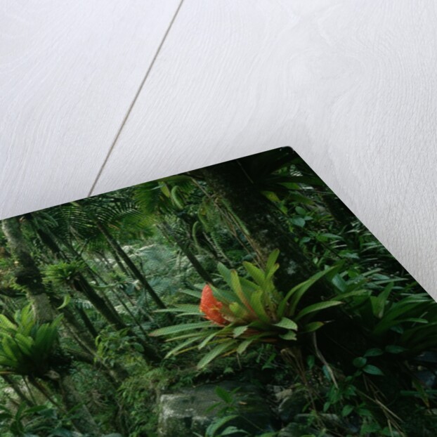 Bromeliads in a Puerto Rican Rainforest by Anonymous