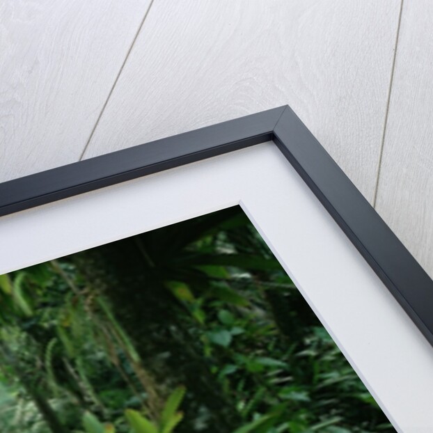 Bromeliads in a Puerto Rican Rainforest by Anonymous