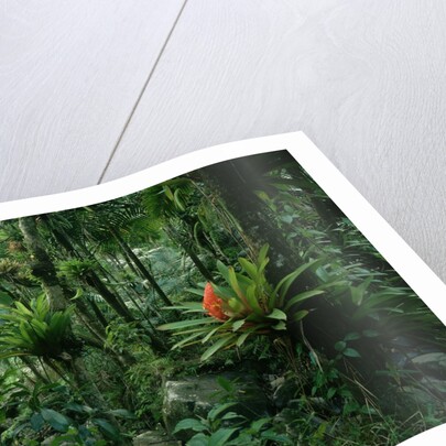 Bromeliads in a Puerto Rican Rainforest by Anonymous