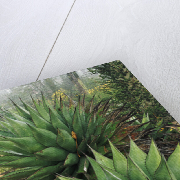 Agave Plant by Anonymous