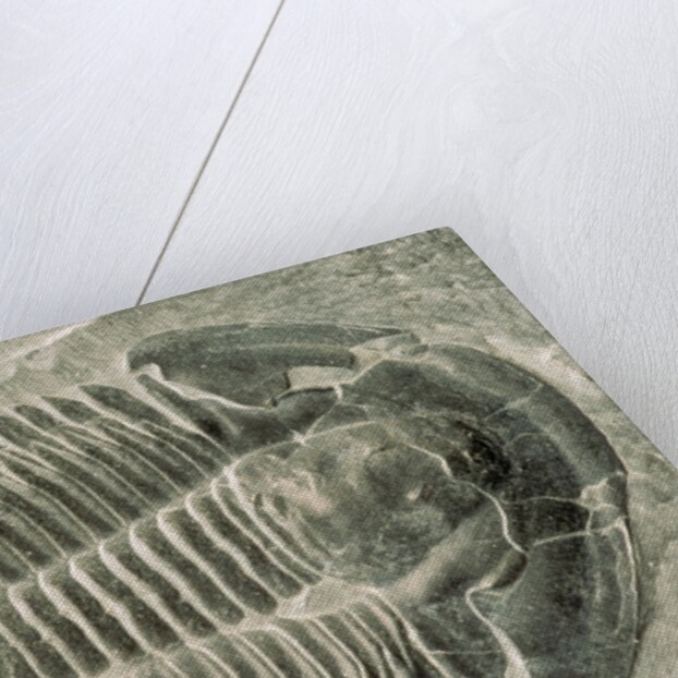 Trilobite Fossil by Anonymous