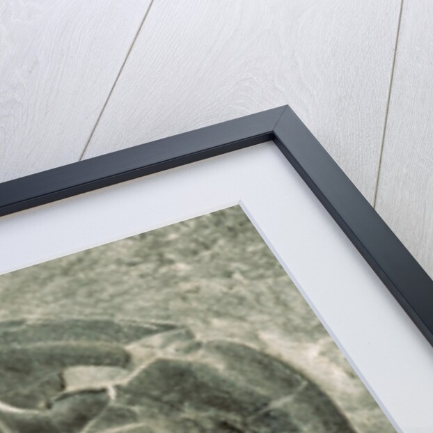 Trilobite Fossil by Anonymous