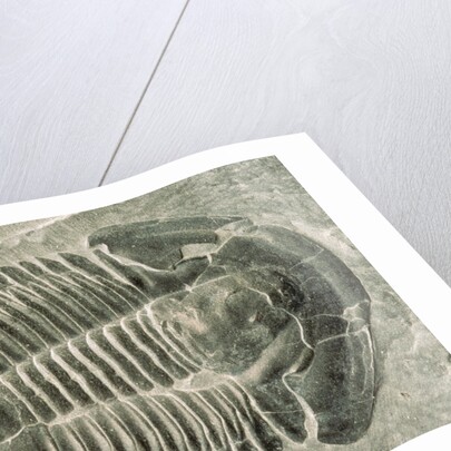 Trilobite Fossil by Anonymous