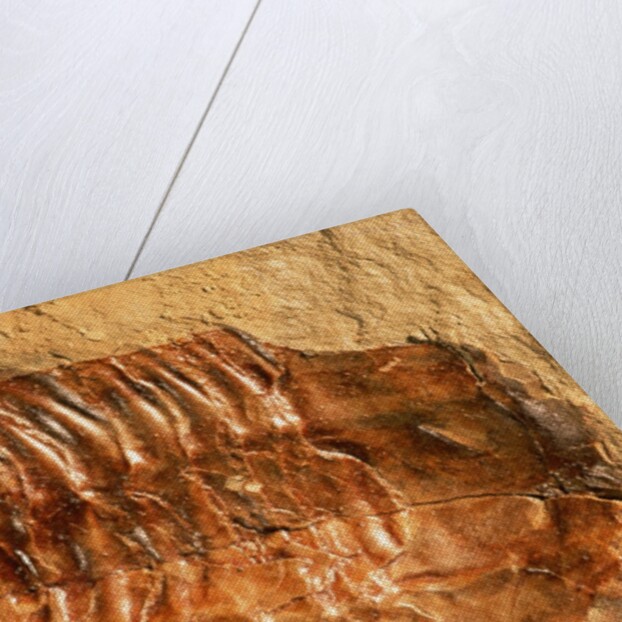 Trilobite Fossil by Anonymous