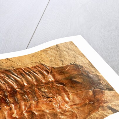Trilobite Fossil by Anonymous
