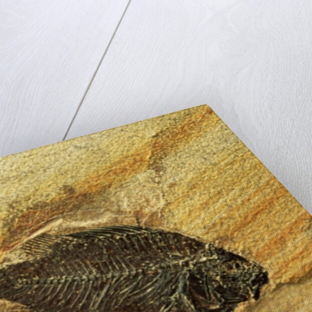 Fossil Fish by Anonymous