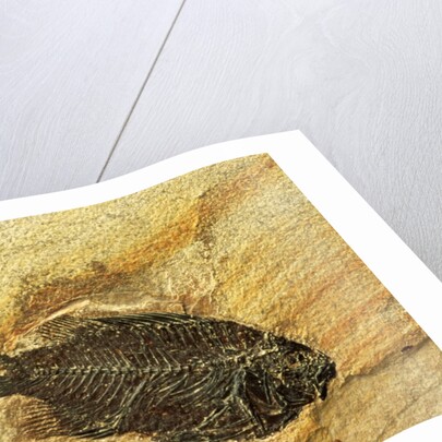 Fossil Fish by Anonymous