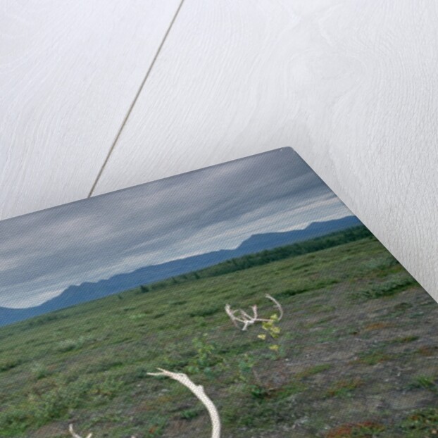 Caribou Skulls Left by Hunters by Anonymous