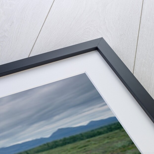 Caribou Skulls Left by Hunters by Anonymous