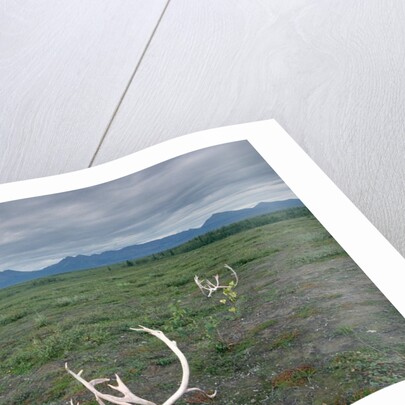 Caribou Skulls Left by Hunters by Anonymous
