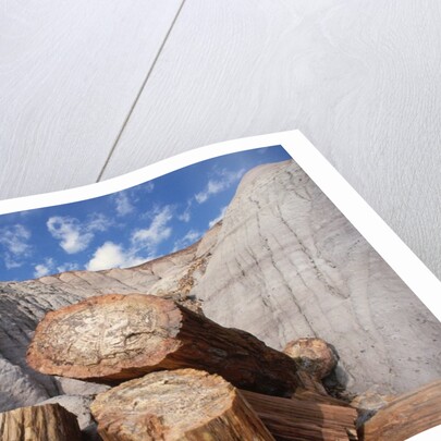 Petrified Logs by Anonymous