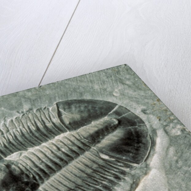 Trilobite Fossil by Anonymous