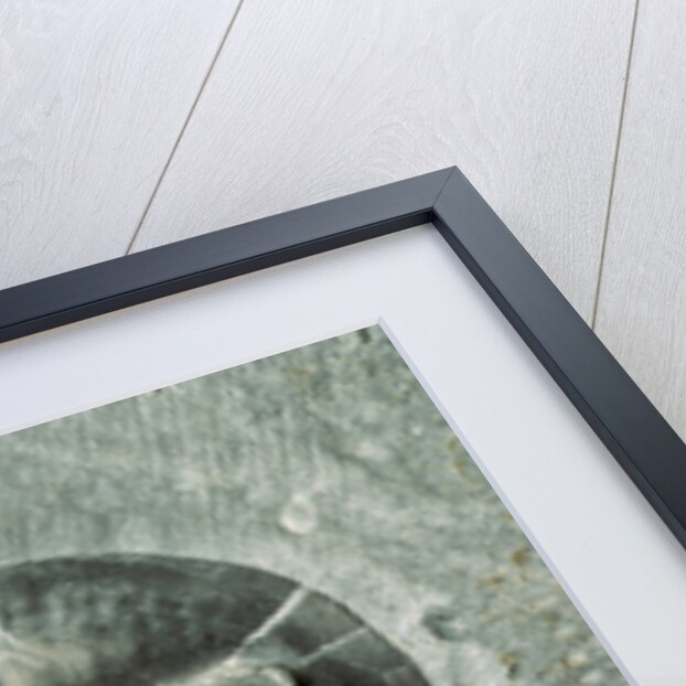 Trilobite Fossil by Anonymous