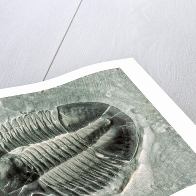 Trilobite Fossil by Anonymous