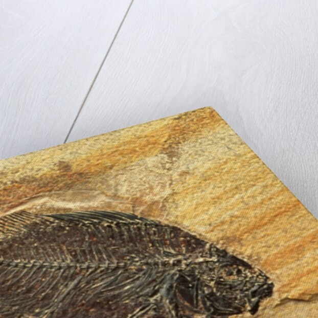 Fish Fossil by Anonymous