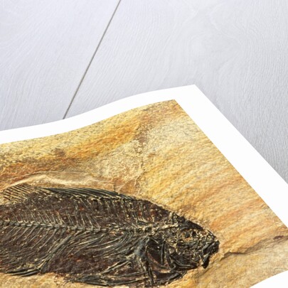 Fish Fossil by Anonymous
