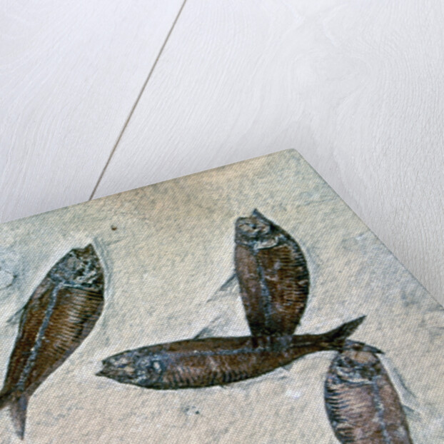 Fish Fossil by Anonymous